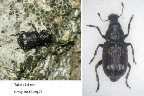 Réf. 262 016 : Tropideres albirostris